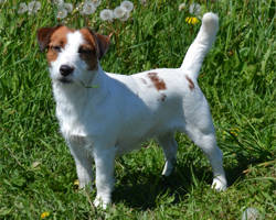 Duckling's Kennel - FCI Jack Russell Terrier